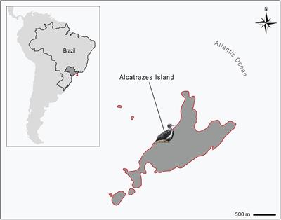 World Health Organization critical priority Escherichia coli clone ST648 in magnificent frigatebird (Fregata magnificens) of an uninhabited insular environment